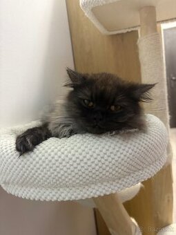 Perzský kocúrik - 3