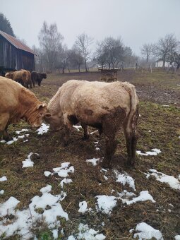 Predám býka Charloais - 3