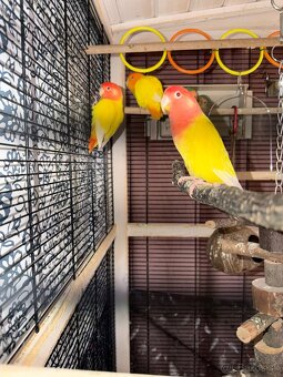 Agapornis ruzovohrdly - 3