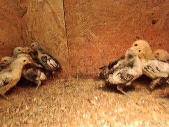 predám kuriatka - 3