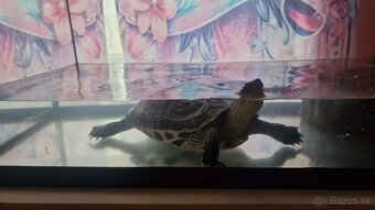 Korytnačka 🐢 - 3