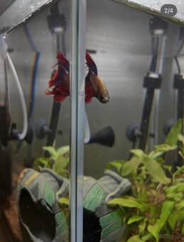 aquarium 19 litrov - 3