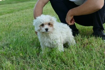 Maltipoo - 3