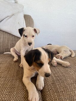 Jack Russell Terier Tricolor - 3