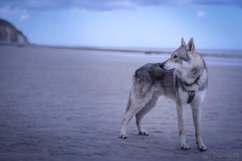 Saarloosov vlčiak - 3