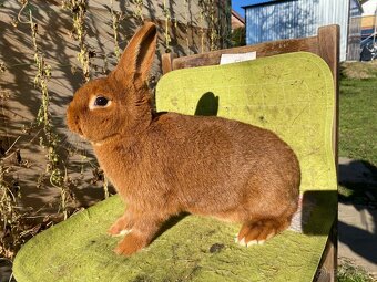 Novozélandské červené - 3