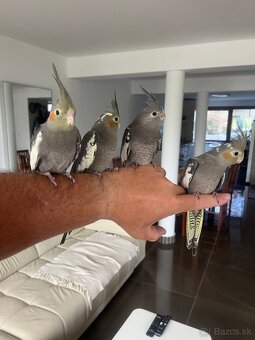 Korely ručne dokrmena Krotká - 3