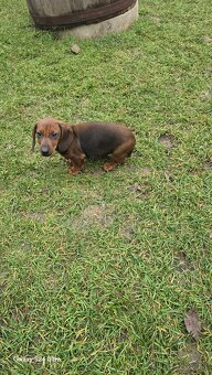 Jazvecik kratkosrsti. - 3