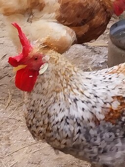 Green shell kohúty - 3