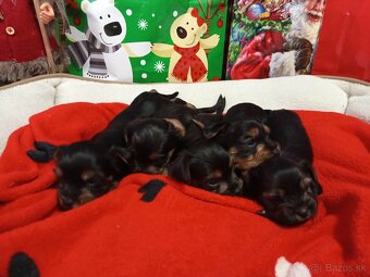 Yorkshirsky terier - 3