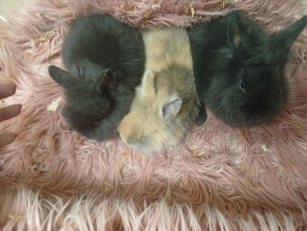 Zakrslé zajačiky - 3