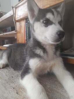Husky - 3