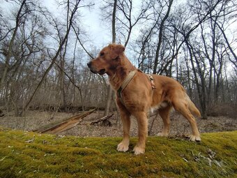 Zlatý retriever na krytie párenie pre krásne šteniatka:) - 3