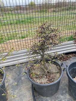 Predám yamadori - 3
