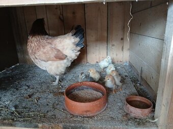 Kuriatka + kvočka Marans pšeničná - 3