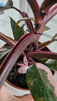 Philodendron pink princess marble - 3