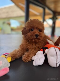 Toy pudel / Toy poodle - 3