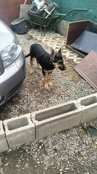 Predam - 3