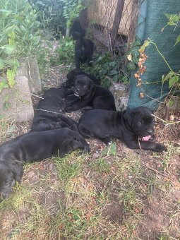 Cane Corso - 3