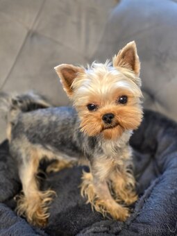 Predam Yorkshire s PP - 3