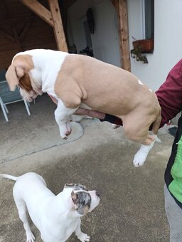 American Bully XL - 3
