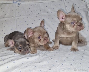 Francúzsky Buldoček - 3