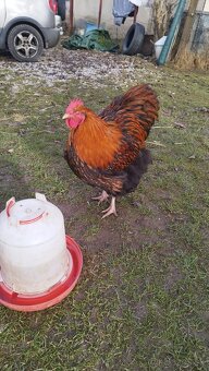 Predám kohúta - 3
