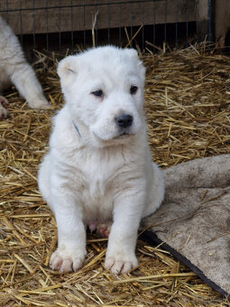 Stredoázijský ovčiak SAO s PP - 3