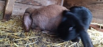 Francúzsky baran - 3