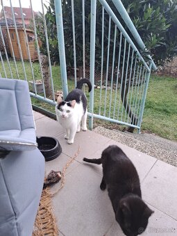 Kocurik Hugo hlada domov - 3