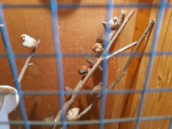 Zebricka austrálska - 3