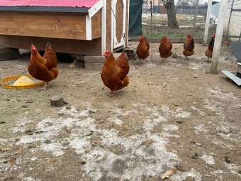 Predám nasadove vajíčka hempšir - 3