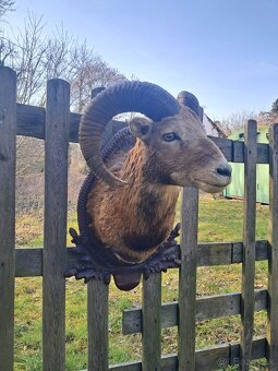 Muflon, preparát, trofej, trofeje, parozie - 3