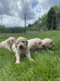 Zlatý retriever - 3