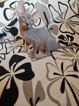 Sphynx - 3