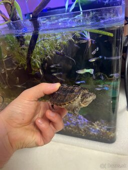 Vymenim kajmanku dravú - 3