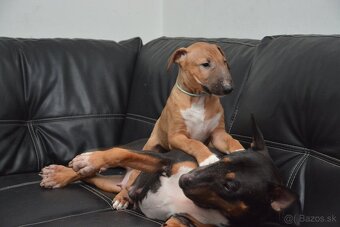 Standard bullterrier ihneď k odberu - 3