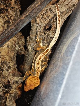 Pagekon riasnaty (predaj - vymena) - 3