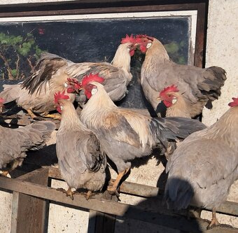 Vlaška perlovošedá - 3