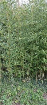 Mrazuvzdorný bambus - 3