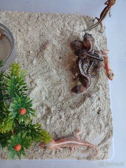 Gekon madagaskarsky + 1-u CHOVNU skupinu - 3