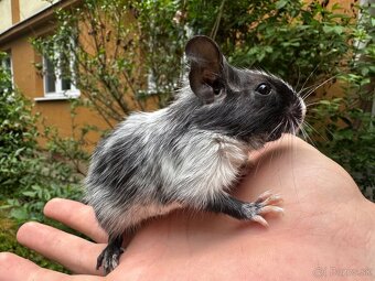 Osmák Degu- Pied Black - 3