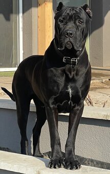 Americký bandog - 3