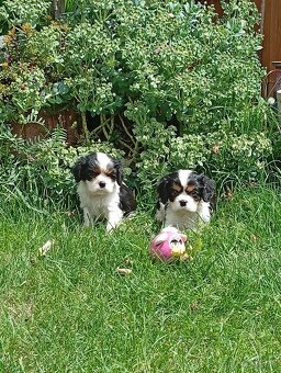 Cavalier, kavalier, cavalier king charles spaniel - 3