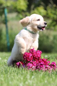 Zlatý retriever/ Golden retriever - 3