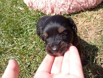 Predám Yorkshire krížene - 3