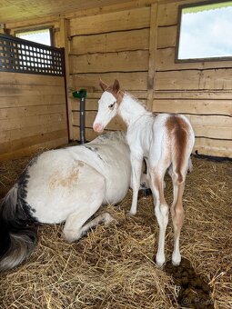 American Paint Horse kobylka frame overo - 3