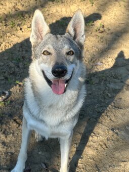 Československý vlčiak šteniatka s PP - 3