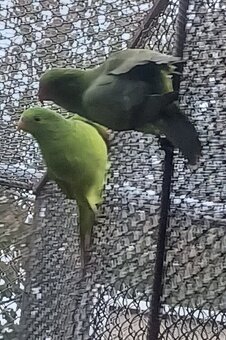 Predám papagájov: - 3