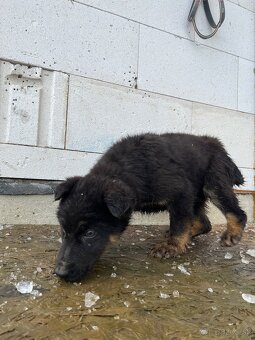 Šteňa Nemecký Ovčiak - 3